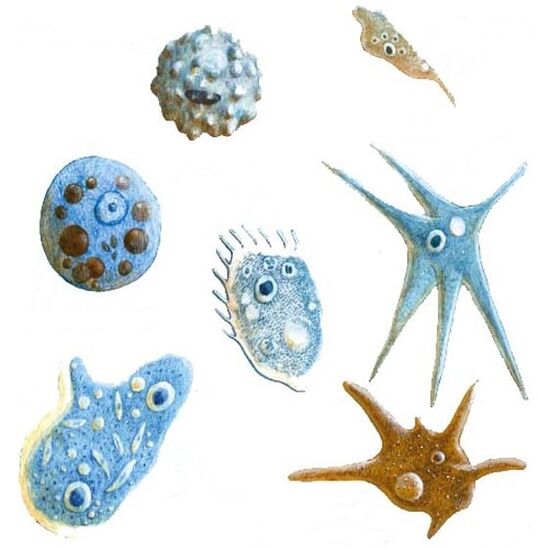 protozoo parasito motak