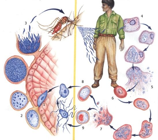 protozoo parasitoak ugaltzeko metodoak