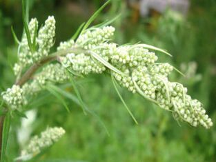 parasitoak gorputzetik kentzeko erabilgarriak dira